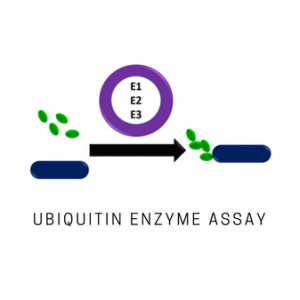 Ubiquitin Enzyme Assay