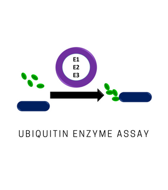 Ubiquitin Enzyme Assay