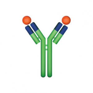 AB7030-50µg Anti-huSUMO3 Antibody