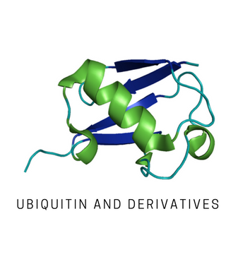 SI0102-5µg (panel) Linear (Ub2) di-ubiquitin