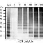 UM304-50µg Anti-K63 TUBE , Biotin