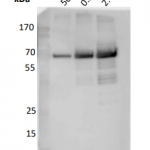 AB505-250µg Anti-USP14 Antibody
