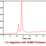 5004-100µg SUMO Protease 2 Control Protein