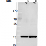 AB801-250ug Den1 Antibody (Deneddylase 1)