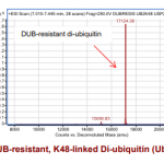SI4812-100ug DUB-resistant, K48-linked di-ubiquitin (Ub2)