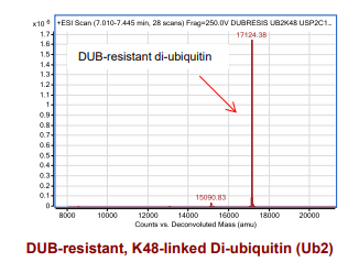 SI4812-100ug DUB-resistant, K48-linked di-ubiquitin (Ub2)