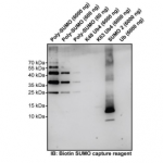 SM101-200ug-Biotin SUMO protein capture reagent