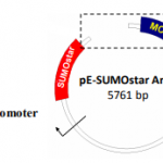 1100A- pE-SUMOstar Amp Expression Kit