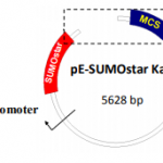 1100K- pE-SUMOstar Kan Kit