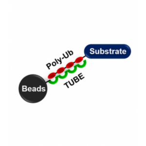 DR135 Detection Reagent 1 for UC101