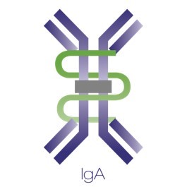 IgA antibody diagram part of LifeSensor's COVID-19 antibody kit