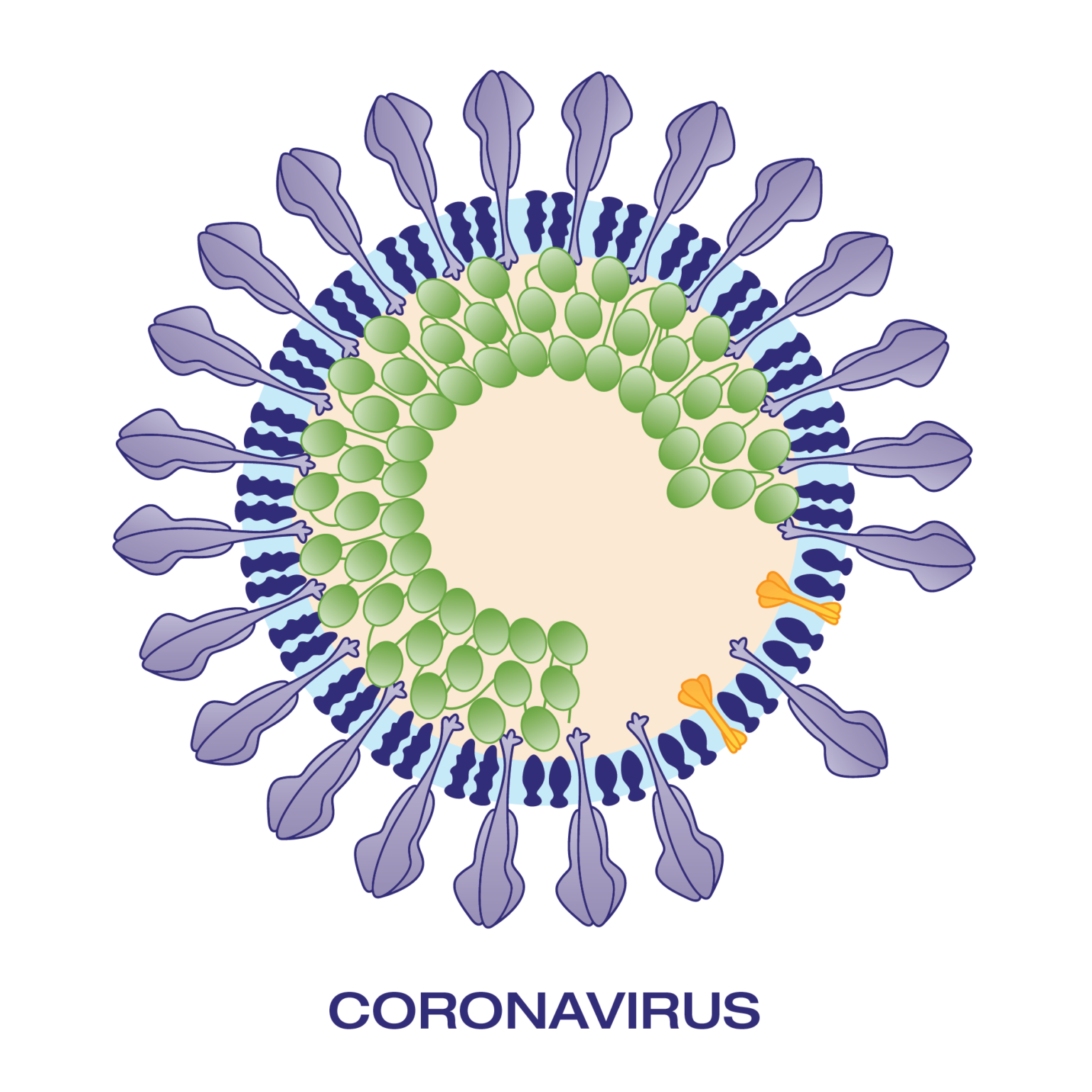 что такое антиген sars cov 2