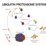 Ubiquitin Proteasome System, E1 E2 E3 Ligase