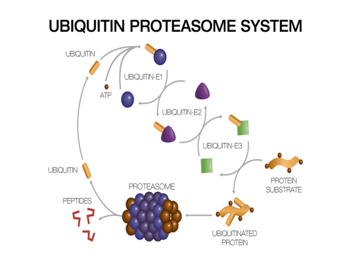Ubiquitin Proteasome System, E1 E2 E3 Ligase