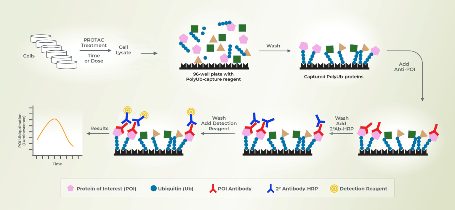 PROTAC® Assay Plate - PROTAC Drug Discovery - LifeSensors Inc.