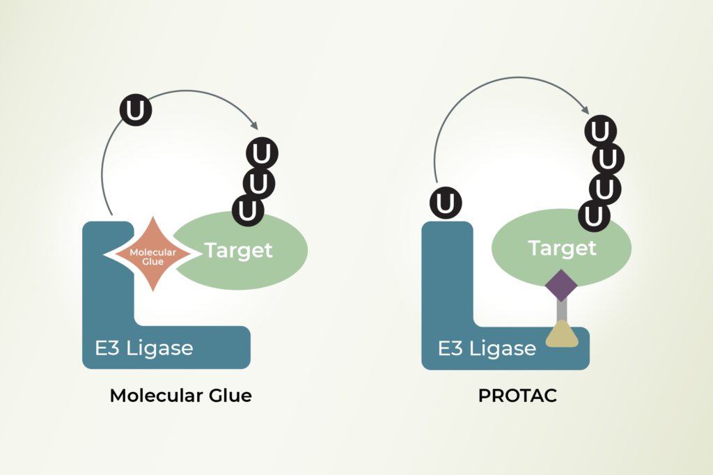 Figure 1: PROTAC technology comparison to molecular glues