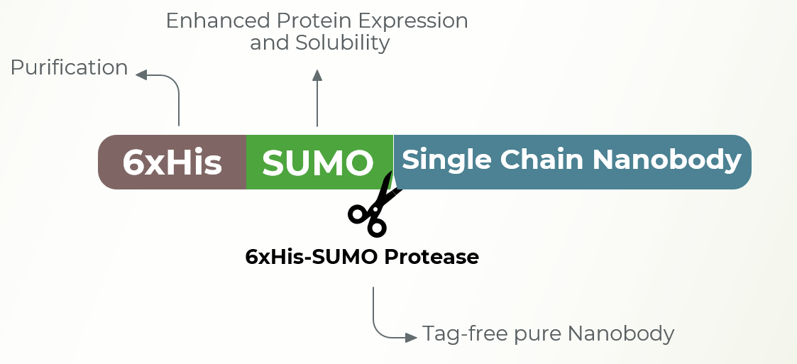 SUMO Expression with Nanobodies