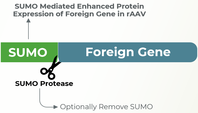 SUMO protease cleaving target of interest
