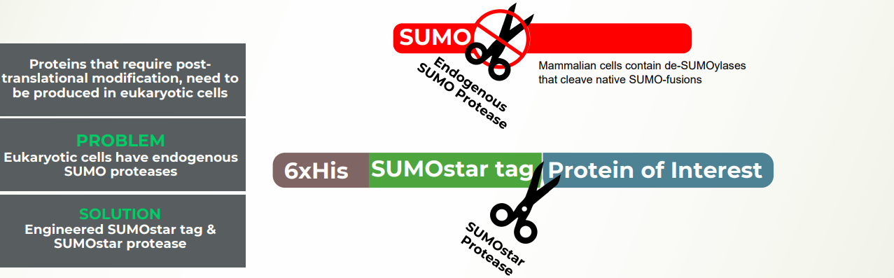Workflow schematic of TUBE proteomics