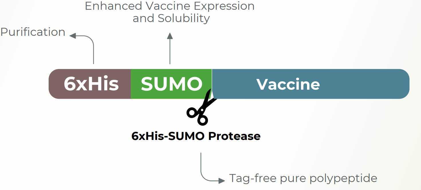 SUMO protease cleaving vaccine of interest
