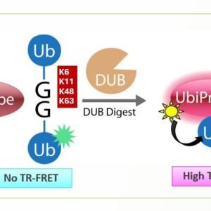 DU500: K48-linked UbiProbe DUB Assay System
