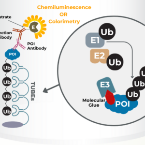 MG780: Molecular Glue In Vitro Ubiquitination Assay Kit
