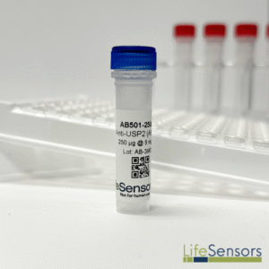 AB501: Anti USP2core Antibody