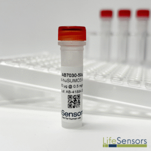 AB7030: Anti-huSUMO3 Antibody