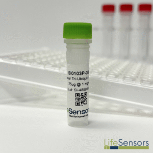 SI0103P: M1 (linear) Tri-Ubiquitin (Phosphorylated)