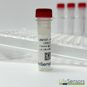 UB210T: UBE2D1, His6-SUMO