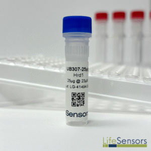 UB307: Hrd1 (Synoviolin)